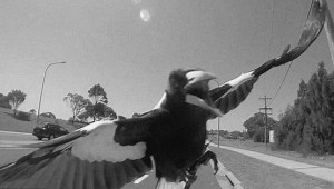 Birdstrike! An unexpected hazard lying in wait for the unwary cyclist.