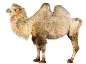Camel_on_white_2560x1920-Wallpaper